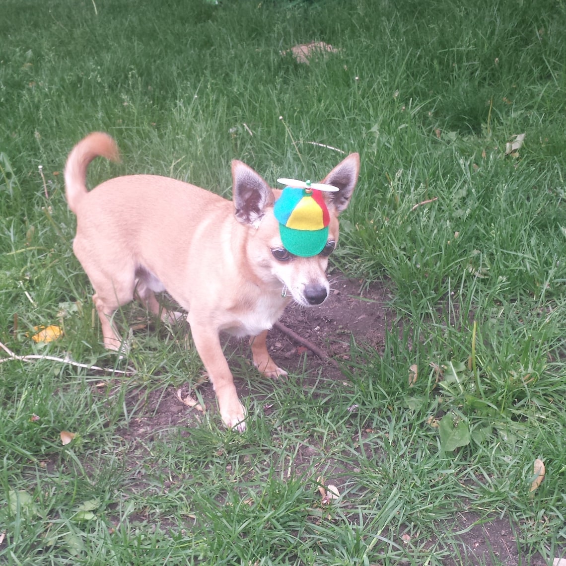Customer photo of a pet with the Beanie Hat / Propeller Helicopter hat for Cat