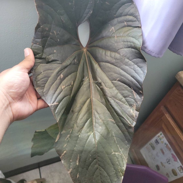 Anthurium Red Beauty Plant Ariel Roots - Etsy