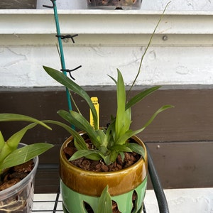Phal. Tzu Chiang Chrisna Fragrant Smell Like Roses - Etsy