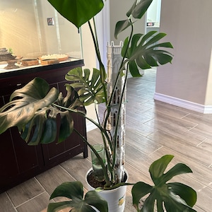 Gustavo added a photo of their purchase