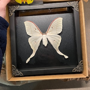 Real Framed Butterfly Handmade Shadow Box Insect Frame - Etsy