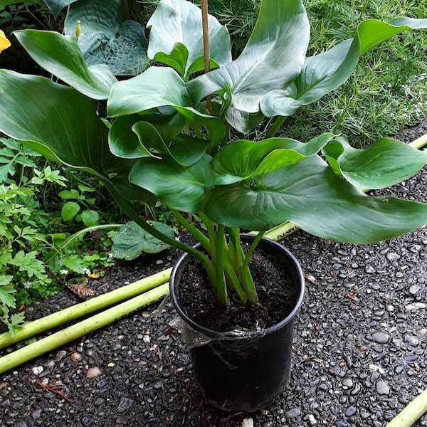 Giant Calla Lily (zantedeschia) 1 Feet Tall 1 Gallon Poy - Etsy