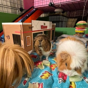 Photo inspiration: Curated Boho Chic Hamster Cage Decor Gallery View 49