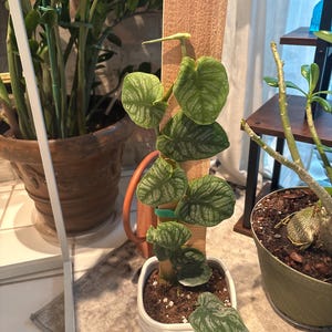 philodendron lynette Philodendron, Campii – Plant Bar HI main image 1