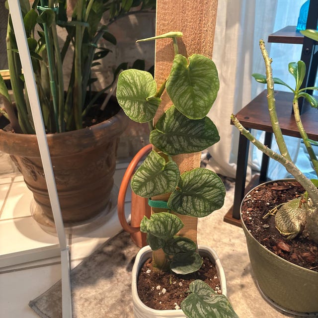 monstera adansonii steckling Monstera Adansonii Variegata Steckling – whiteleafplants