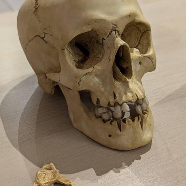 Light Skull – Human Skull Replica – Life Size Anatomical Skull