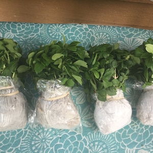 Leslie adicionaram uma foto da sua compra