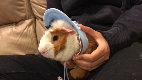 Customer photo of a pet with the Sun Visor Hat for small pet Hedgehog Vogue
