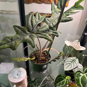 Ana ha añadido una foto de su compra