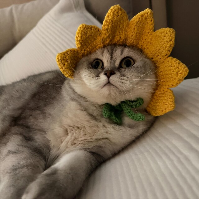 かぎ針編みのひまわり猫帽子、ペットコスチューム - Etsy 日本
