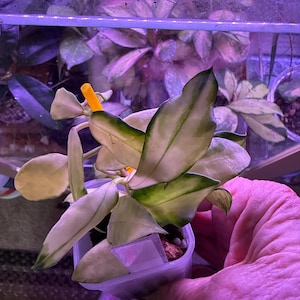 Patricia added a photo of their purchase