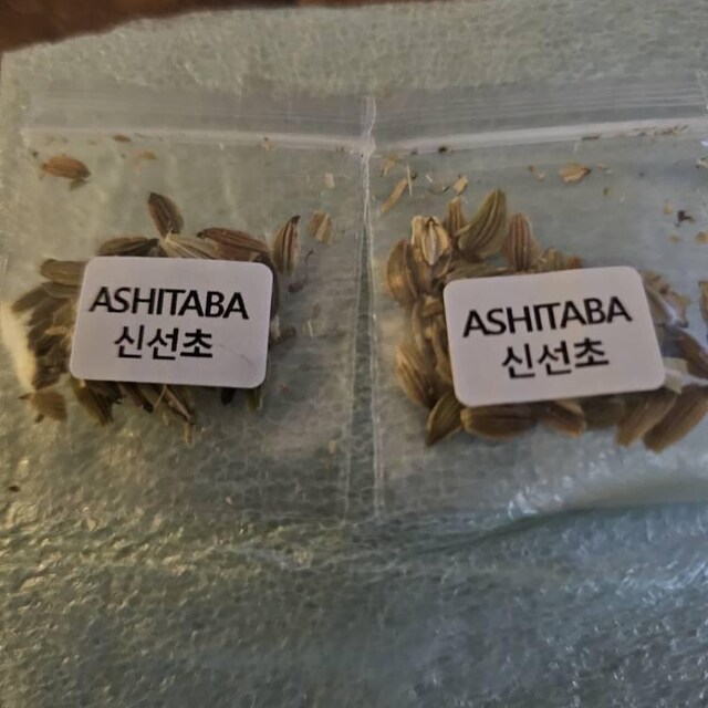 신선초 Seeds (20+) Ashitaba / Angelica Keiskei Seeds - Etsy
