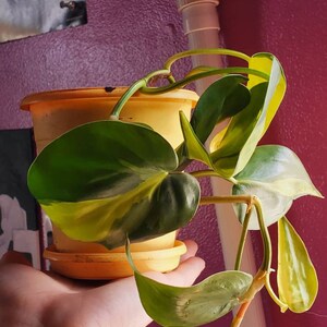 Salora Roupp added a photo of their purchase