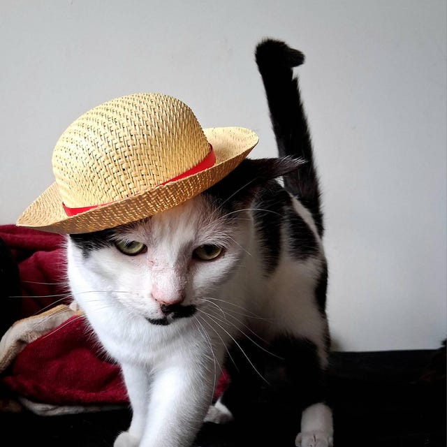 Anime Inspired Pirate Straw Cat Hat for Your Cat! Anime Straw Hat