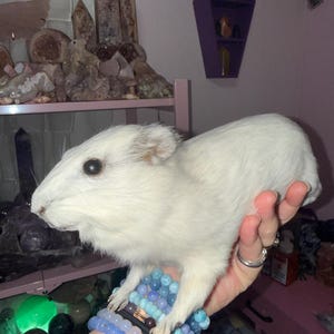 Caitlin added a photo of their purchase