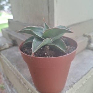 Sansevieria Blue Kew Natural 4pot (ALL PLANTS Require You to Purchase 2  Plants! - Etsy
