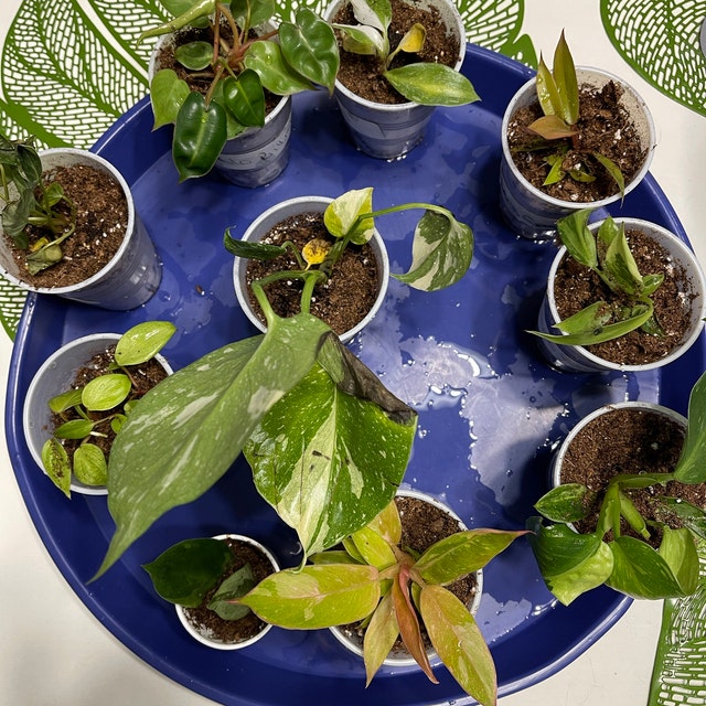 burle marx philodendron for sale Philodendron Burle Marx Variegated main image 1