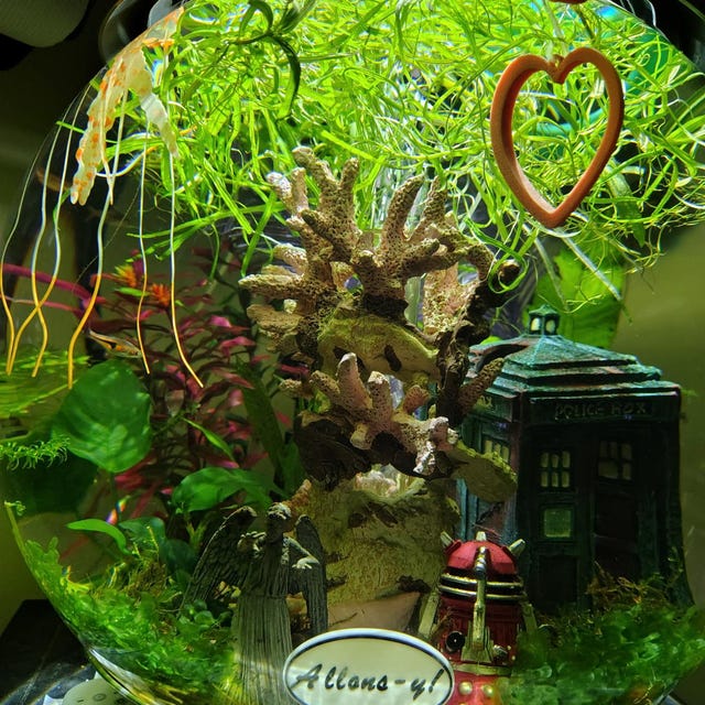 Pogostemon Stellatus Narrow-leaf - BUY3GET1FREE - Live Aquarium