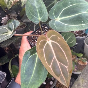 Mason さんが購入した商品の写真を追加しました
