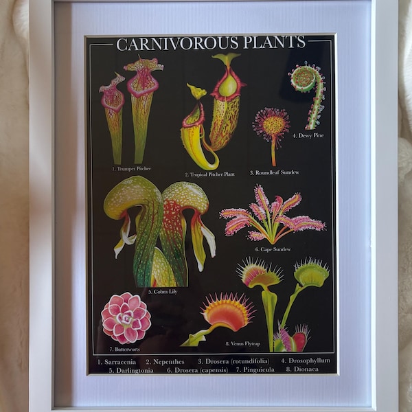 Carnivorous Plants Art Print | Plant Art | Moody Decor | Botanical Art ...