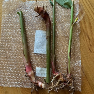 Justgrowsucculents added a photo of their purchase