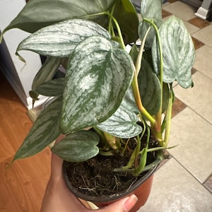 Anu added a photo of their purchase