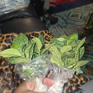 Linda added a photo of their purchase