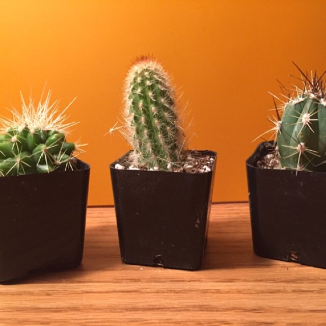 13+ Mini Cactus Plant