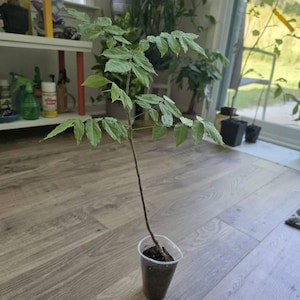 Soma added a photo of their purchase