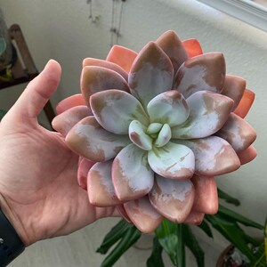 @Rabbit.Echeveria出品 Rabbit.Echeveria出品 Echeveria 'Snow Bunny' – Surreal Succulents