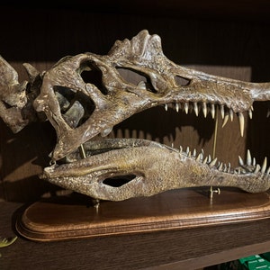 スピノサウルス 頭蓋骨 化石 レプリカ スピノサウルス 頭蓋骨 化石