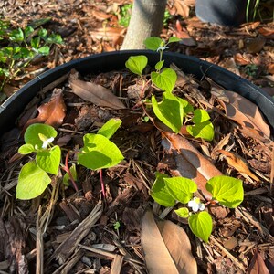 Midori ha añadido una foto de su compra