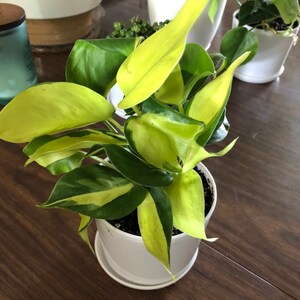 Sarah Gipe added a photo of their purchase