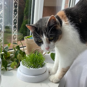Jardinière dherbe à chat graines / sol / engrais inclus tout ce dont vous  avez besoin naturel, durable et biologique -  France