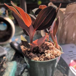 Jewel Orchid Ludisia Discolor Pot 4”. Velvet-textured leaves with