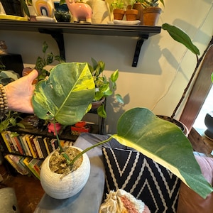 rebecca added a photo of their purchase