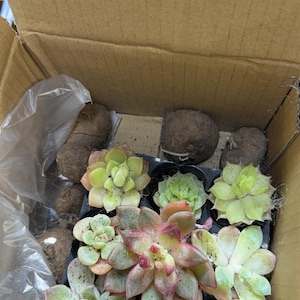 YINGYI added a photo of their purchase