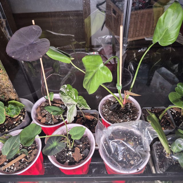 Colocasia Black Beauty Starter Plant (ALL STARTER PLANTS Require