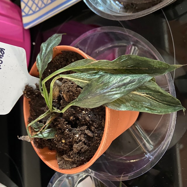 snow pothos Pothos 'Snow Queen'