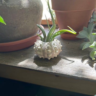 Assorted Sea Urchin Shells for Airplants - Etsy