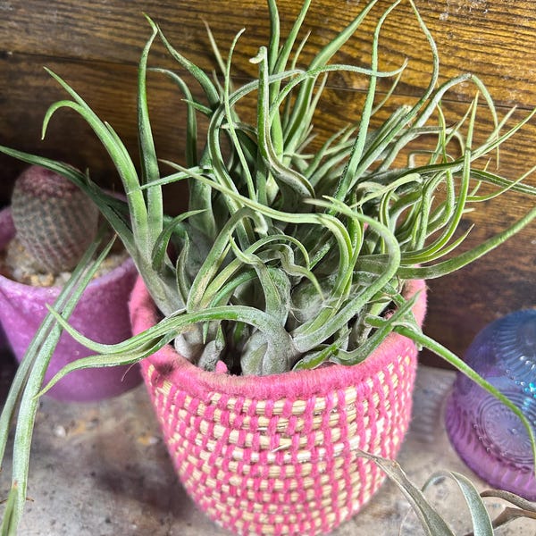 Best Indoor Plants That Thrive in Dry Air and Improve Air Quality 2025