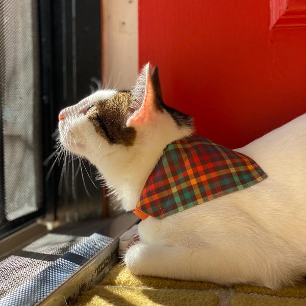 cheshire cat bow tie