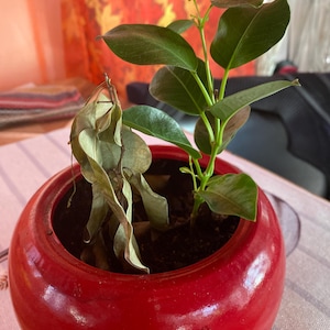 Darleen added a photo of their purchase