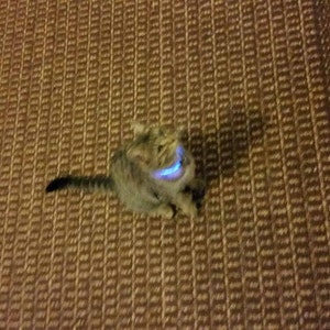 Collier De Chat Glow Petite Lumiere De Securite Led Sallume Etsy France