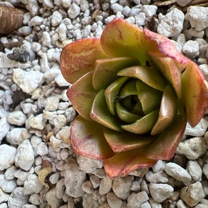 Senecio Oxyiiflolius Ssp. Tropaeofolius SM Rare Caudex - Etsy