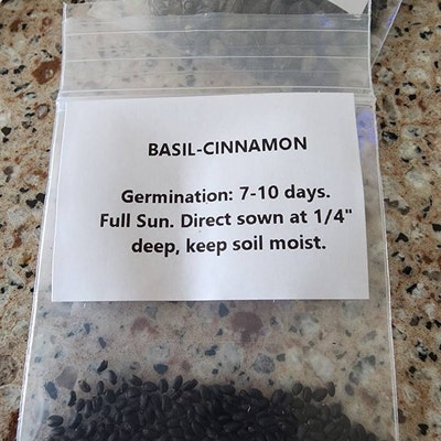 Squash (Summer) - Bennings Green Tint – Prairie Garden Seeds