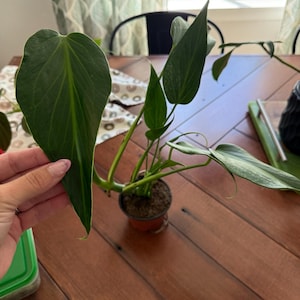 Anna added a photo of their purchase