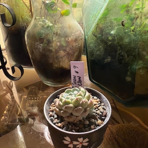 Indri added a photo of their purchase