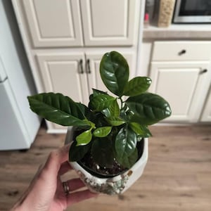 Dani added a photo of their purchase