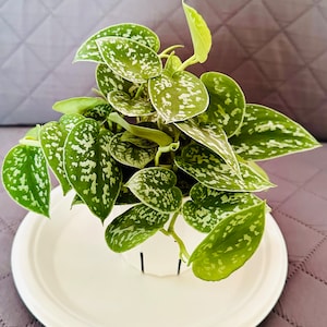 Arlene added a photo of their purchase